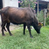 دو گاو شکم دار لوکس ودرجه یک برای خانه دار یا کاسب|حیوانات مزرعه|گوراب زرمیخ, |دیوار