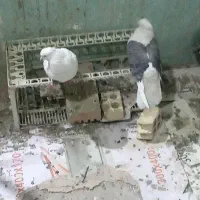 کفتر|پرنده|دورود, |دیوار