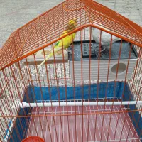 مرغ عشق|پرنده|لنجان, |دیوار