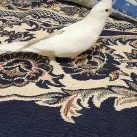 عروس هلندی ماده آماده