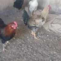 5تا خروس جوان به فروش میرسد.در مراغه هستن|پرنده|گیلوان, |دیوار