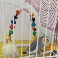 طوطی عروس هلندی خاص