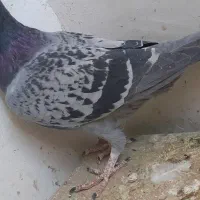 دو کفتر سفید و آلمانی و عروس هلندی