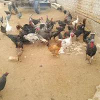 بقلمون تخم گذار