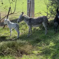 سه عدد الاغ فروشی دو ماده یک نره کره