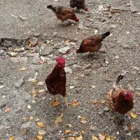 تخم مرغ نطفه دار|حیوانات مزرعه|اردبیل, |دیوار