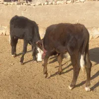 ۲ راس گوساله نر|حیوانات مزرعه|پلدختر, |دیوار