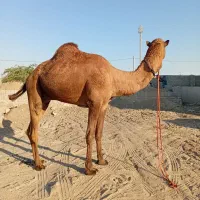 شتر نر|حیوانات مزرعه|بند زرک, |دیوار