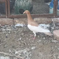سلام دوستان چندتاکفترهوایی