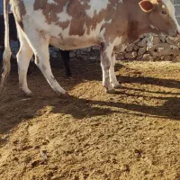 شنگل مونت بیلیارد 7ماه آبستن