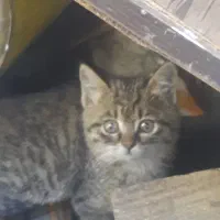 گربه (مادرشون مرده)