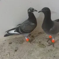 دوتا جوجه المانی ناتاو