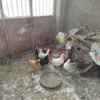 سلام مرغ محلی دونی 300ت فقط تماس