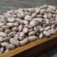 لوبیا چیتی|خوردنی و آشامیدنی|کرج, آق تپه|دیوار