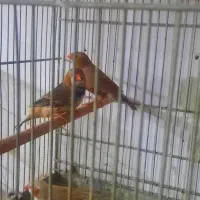 فنچ فائو اورنج