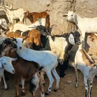 کهره گیسه بز خود بندرعباس با قصابی رایگان|حیوانات مزرعه|بندرعباس, |دیوار