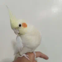 عروس هلندی ماده فول دستی