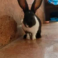 خرگوش خانگی