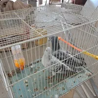 کفتر  شامی پولکی