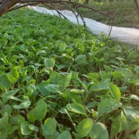 شیتیل بادمجان گوجه فلفل