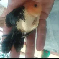 ماهی گلدفیش گریدaa|ماهی|قدس, شهرقدس|دیوار