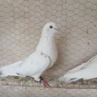 کبوتر پرشی|پرنده|اردکان, |دیوار