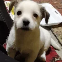 واگذاری دو قلاده سگ پاکوتاه