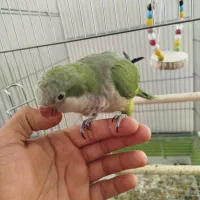 جوجه راهب ۴ماهه سخنگو