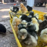 تبدیل تخم نطفه دار به جوجه.فروش تخم نطفه دارو جوجه|حیوانات مزرعه|قم, تعویض پلاک|دیوار