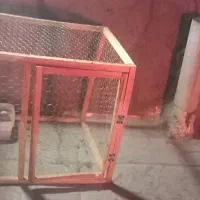 کتونه کبوتر