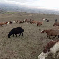 ۵۰عدد گوسفند بره دار. یلنی آبستن|حیوانات مزرعه|سرعین, |دیوار