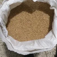 گندم ساورز دانه درشت و تمیز شده