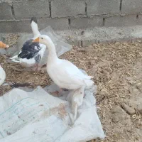 مرغ|حیوانات مزرعه|دزفول, |دیوار