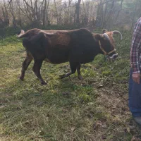 گاو فروشی.چهار ماهه حامله|حیوانات مزرعه|تالش, جوکندان|دیوار