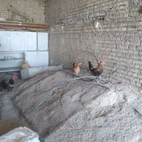 خروس عربی جوان|حیوانات مزرعه|اهواز, کوی مهدیس|دیوار