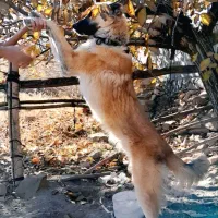 توله ۱۰ ماهه نگهبان و مناسب گله|سگ|تربتحیدریه, باغ سلطانی|دیوار