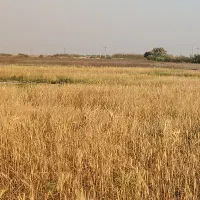 انبار مسقف برای شلتوک