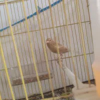 قناری معاوضه با قهوه ساز|پرنده|تربت جام, شهید نصرالهی|دیوار