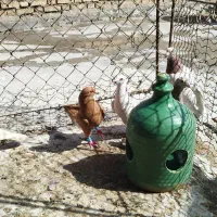 دسته دورگ|پرنده|خرمشهر, |دیوار