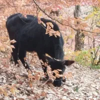 گاو های داشتی تمیز|حیوانات مزرعه|گالیکش, |دیوار