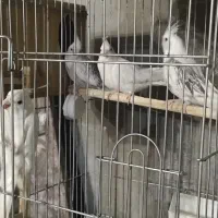 عروس هلندی آلبینو سفید ایزابلا و سفید خال خالی|پرنده|آبدانان, |دیوار