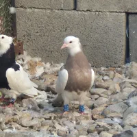 طوقی کبوتر|پرنده|لردگان, |دیوار