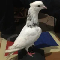 کفتر|پرنده|تهران, مسعودیه|دیوار