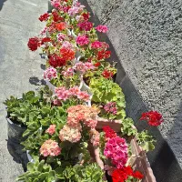 فروش گل های طبیعی سالم و شاداب و گلدان بزرگ