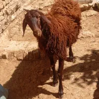 بره