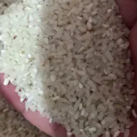 برنج هاشمی اصل درجه یک دره رود سالم و نیم دانه|خوردنی و آشامیدنی|پارسآباد, |دیوار