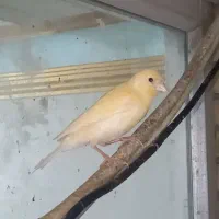 معاوضه با  عروس هلندی نر|پرنده|بندرعباس, |دیوار