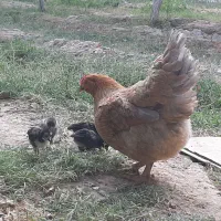 مرغ گلپایگان با جوجه