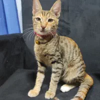 واگذاری گربه ماده به نام لونا