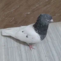 کبوتر کله سبز